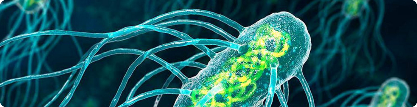 Антитела к возбудителю брюшного тифа Salmonella typhi