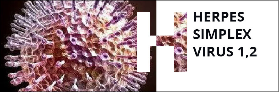 ПЦР-диагностика вируса герпеса (HERPES SIMPLEX VIRUS 1,2 )