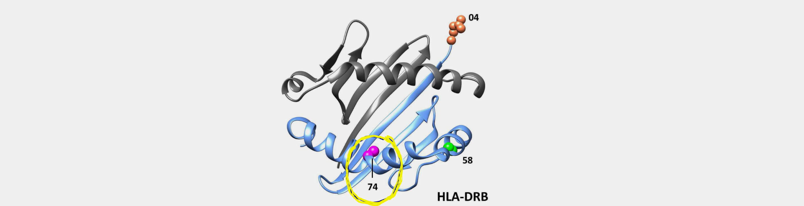 Типирование генов системы HLA II класса. (DRB1 - трансплантация органов и тканей)