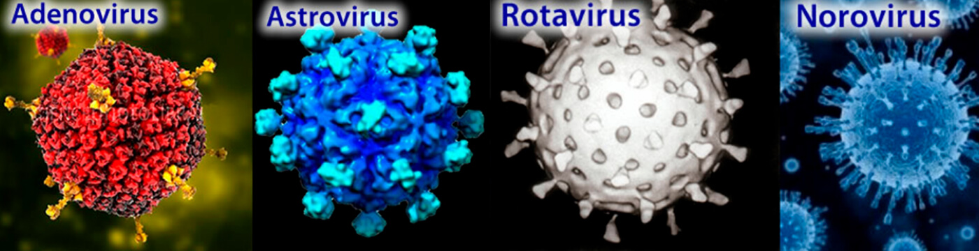 ПЦР-диагностика ротавируса, норовируса, астровируса, энтеровируса (качественно)
