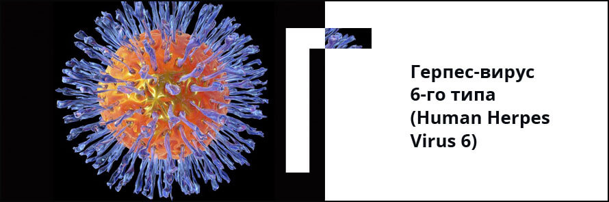 Герпес-вирус 6-го типа (Human Herpes Virus 6)